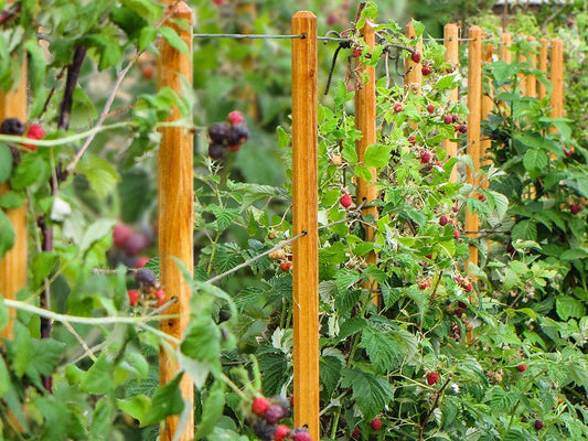 robinia-pro FRAMBOZEN TRELLIS