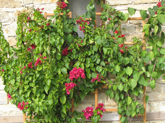 Robinia-Pro wandtrellis klassiek