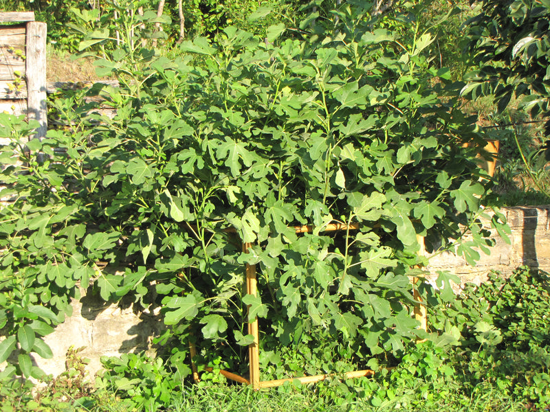 robinia-pro STRAUCHSTÜTZE Rechteck