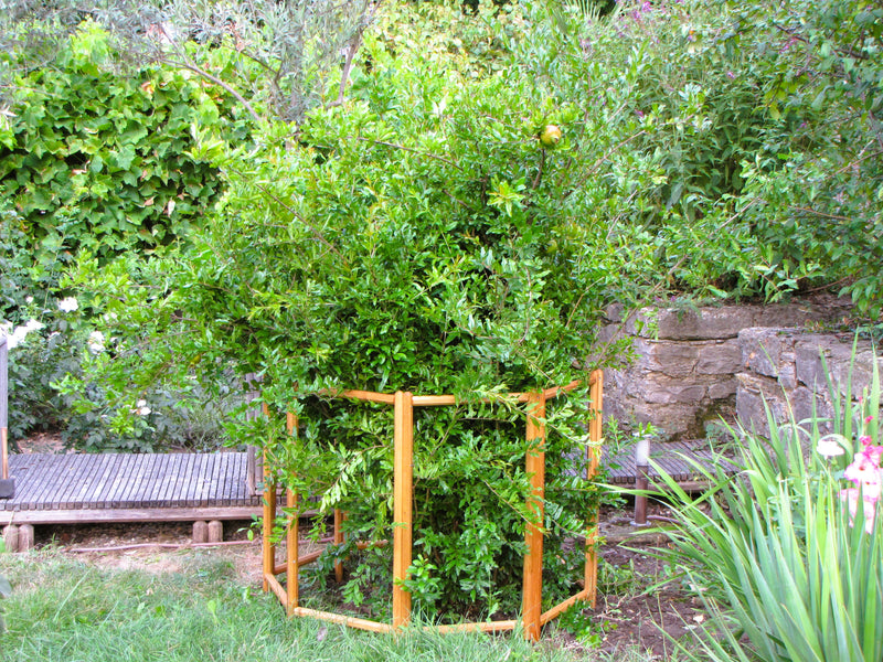 robinia-pro STRAUCHSTÜTZE Achteck