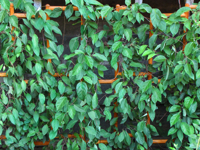 Robinia-Pro vrijstaand klimrek, raster 26x26 cm