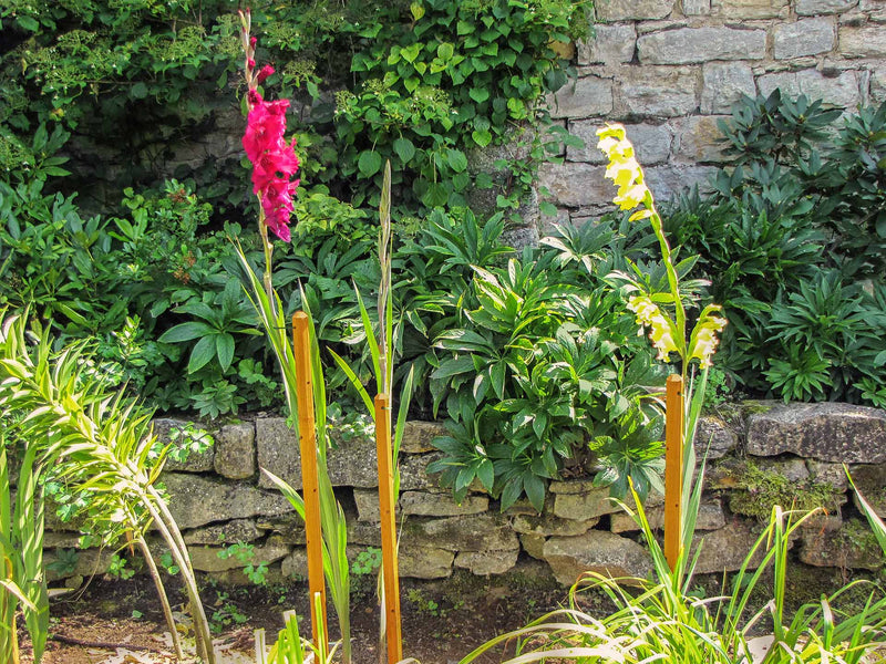 robinia-pro BOMEN ONDERSTEUNINGSSET