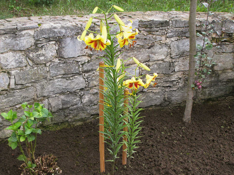 robinia-pro BOMEN ONDERSTEUNINGSSET