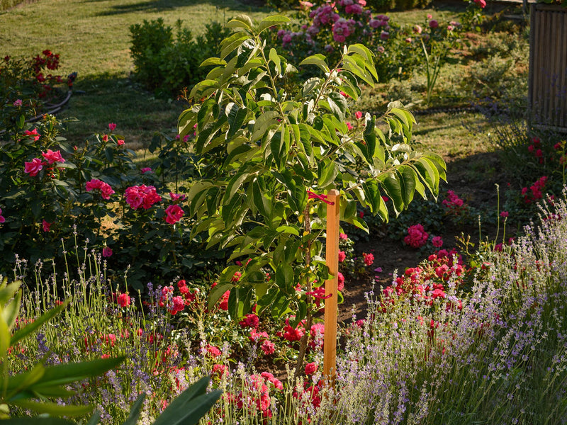 robinia-pro BOMEN ONDERSTEUNINGSSET