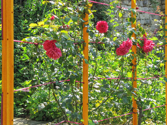 robinia-pro BOMEN ONDERSTEUNINGSSET