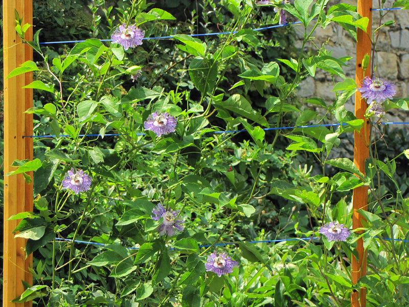 robinia-pro BOMEN ONDERSTEUNINGSSET