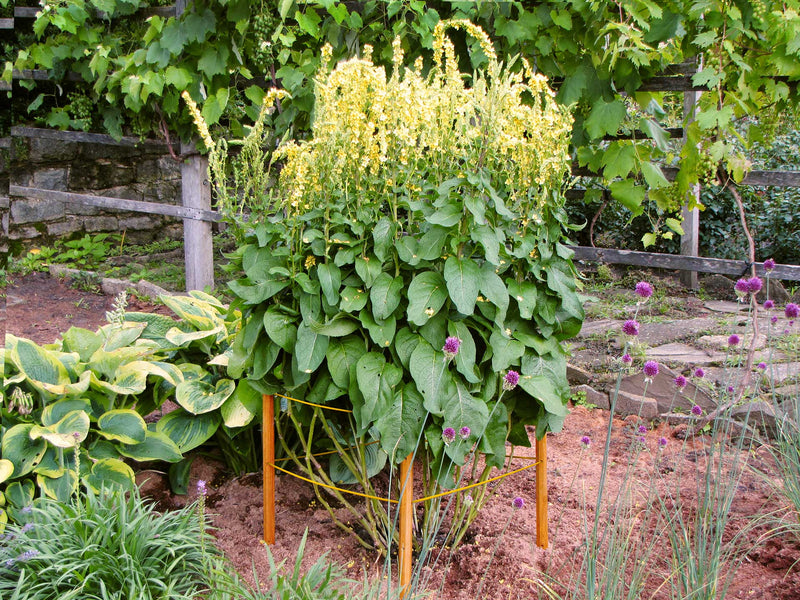 robinia-pro BOMEN ONDERSTEUNINGSSET