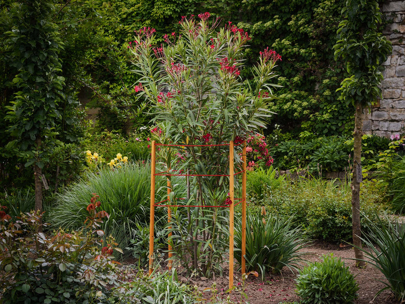 robinia-pro BOMEN ONDERSTEUNINGSSET